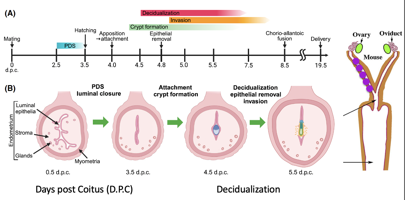 Implantation in mice