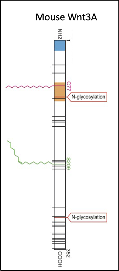 Wnt 3A
