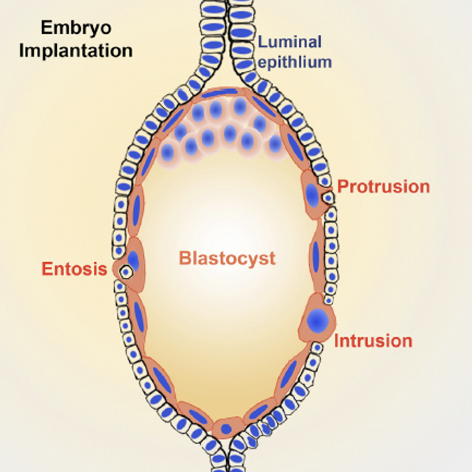 Protrusion, intrusion and entosis