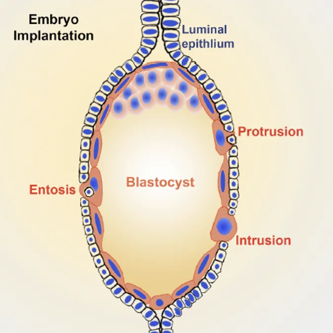 Protrusion, intrusion and entosis