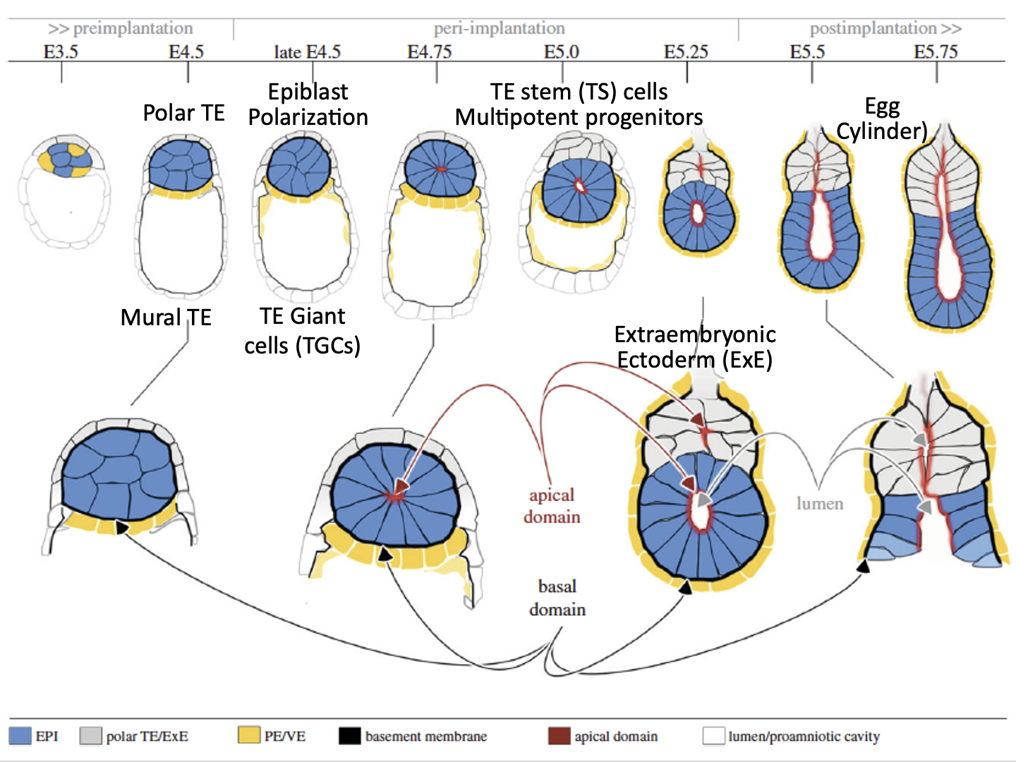 Pre-gastrulation