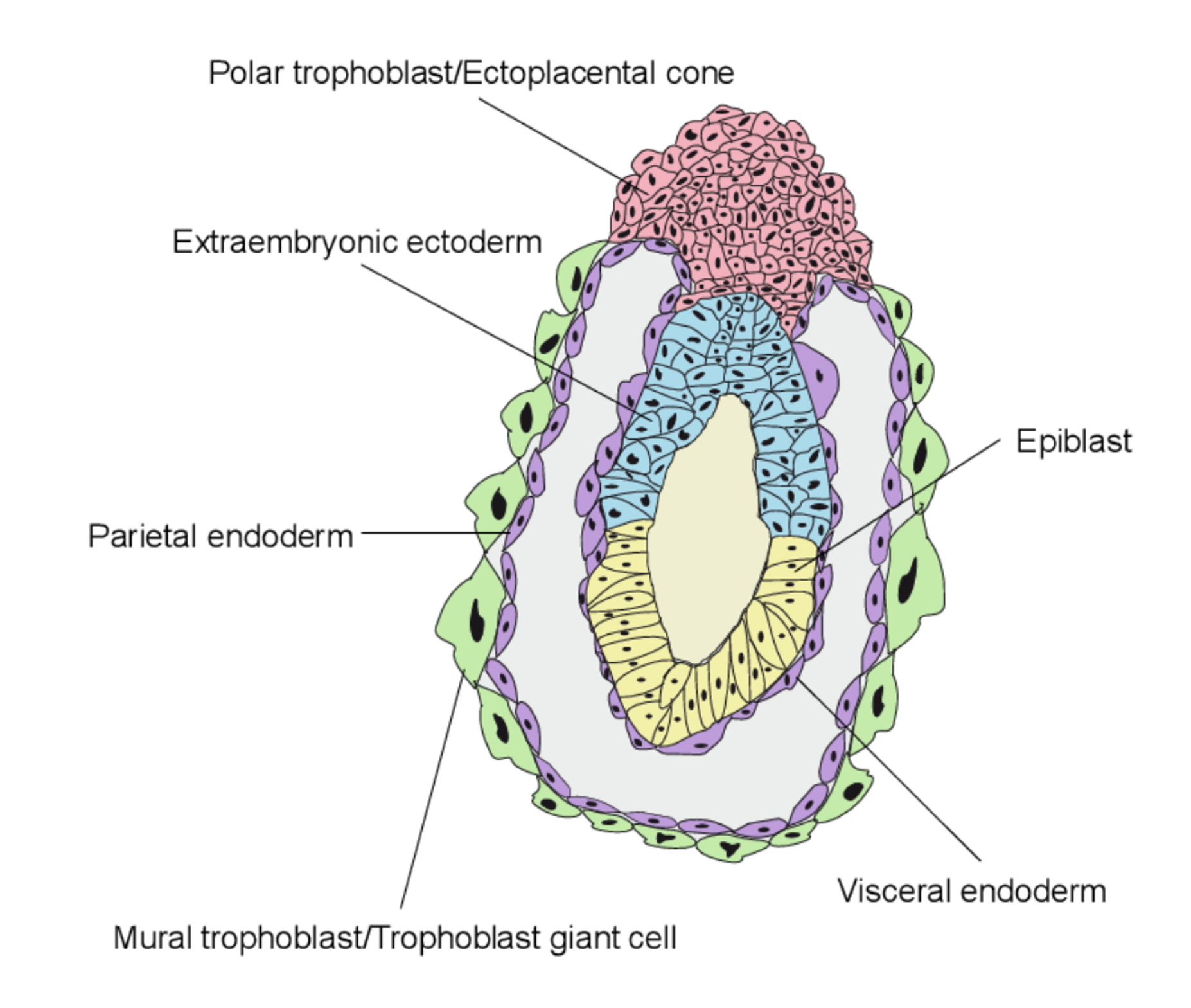 Ectoplacental cone