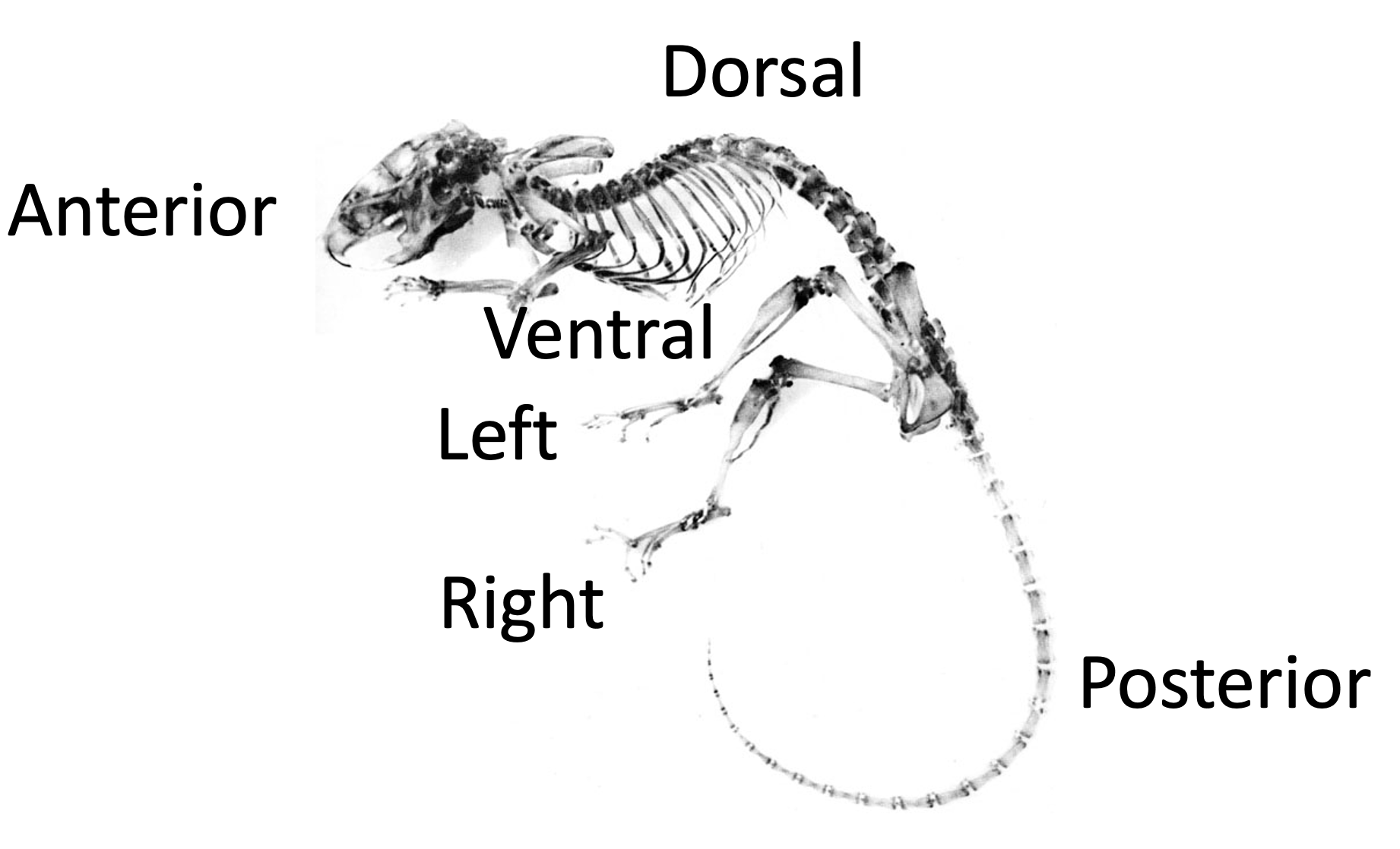 Body Axis