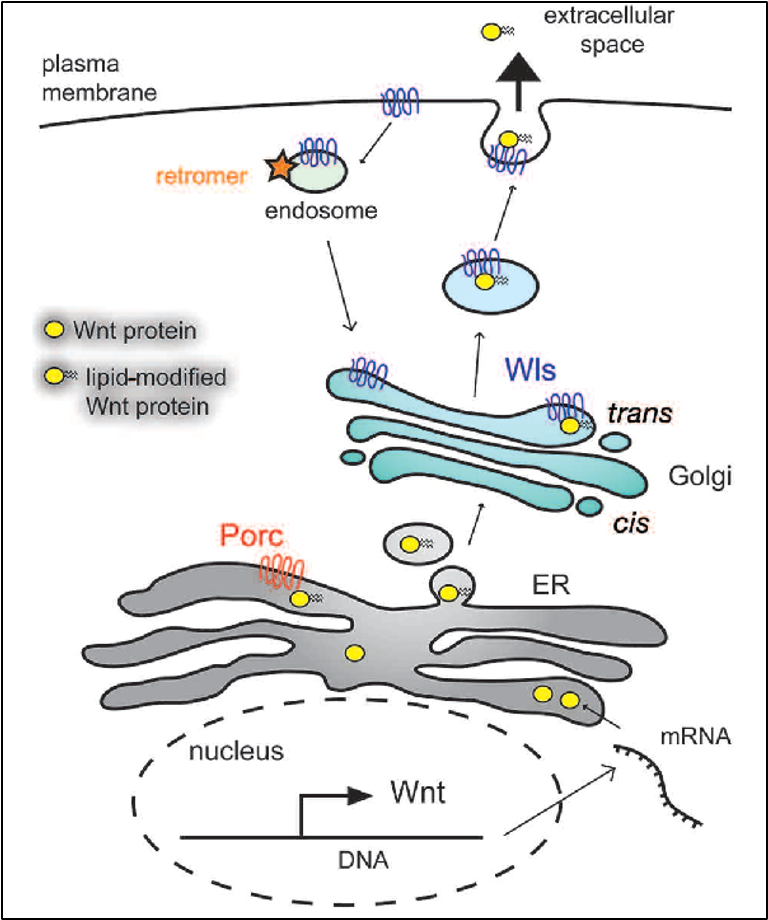 תהליך הפרשת ה-Wnt