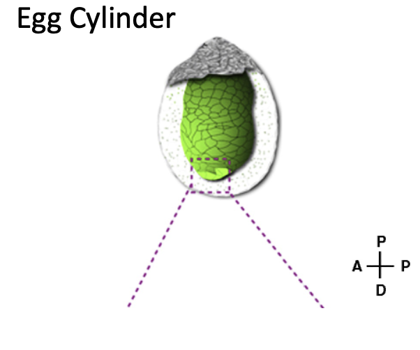 visceral endoderm (VE)