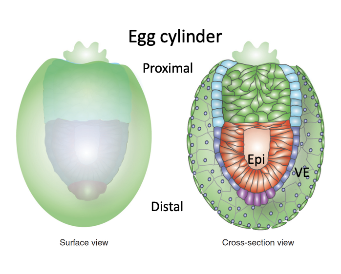 egg cylinder עם ISH