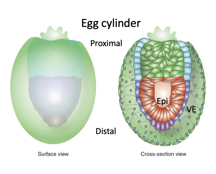 egg cylinder עם ISH