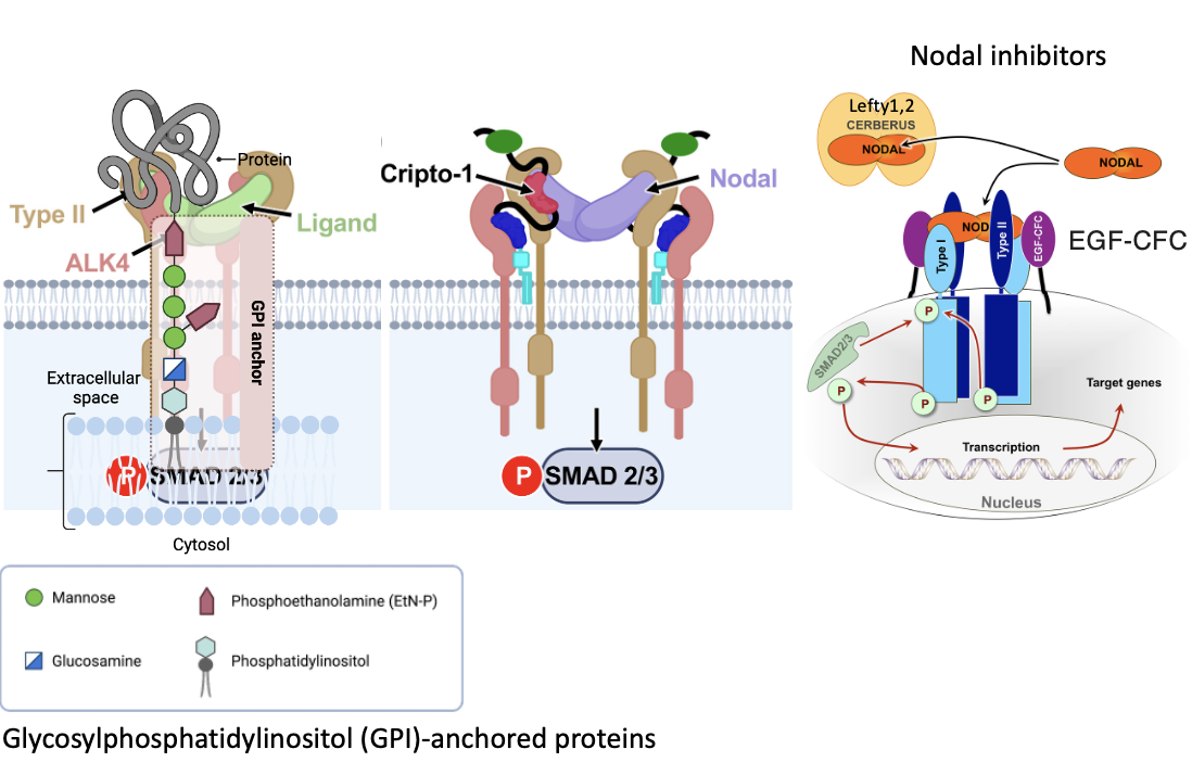 Activin / Nodal signaling