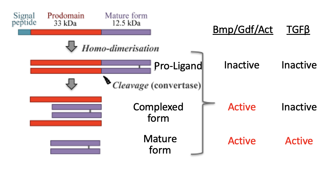 TGFβ Superfamily ligand Biosynthesis