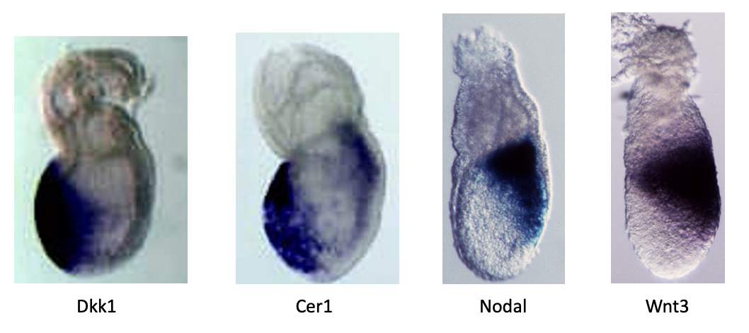 Whole mount in-situ hybridization