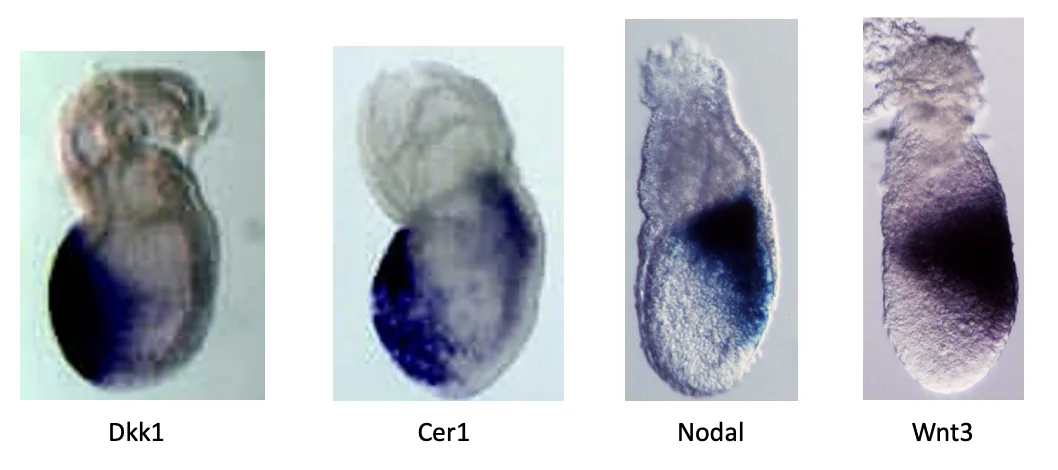 Whole mount in-situ hybridization