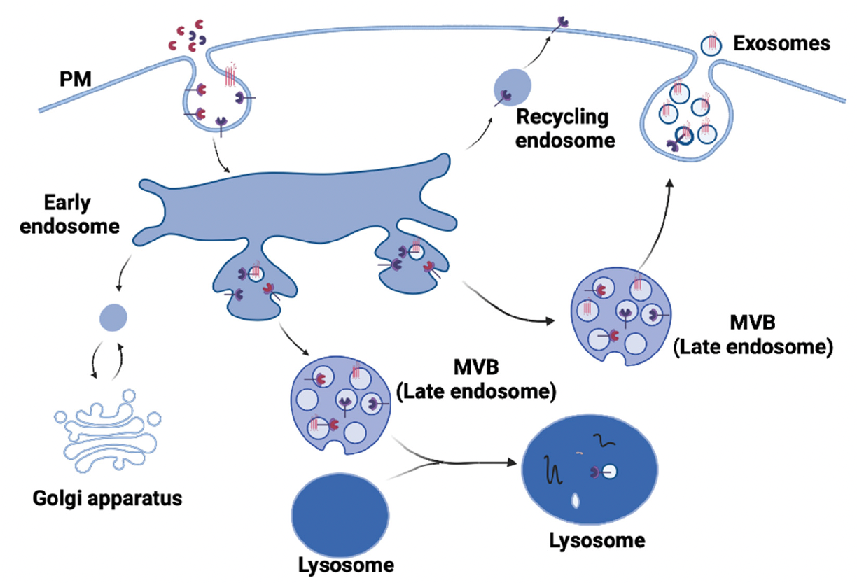 MVB & Exosomes