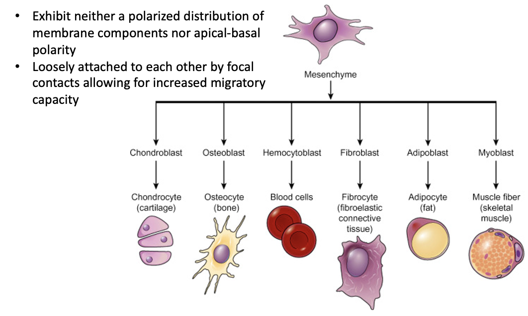 Mesenchymal cells --> Mesenchyme