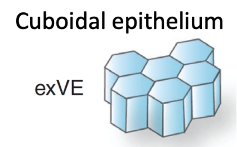 Cuboidal epithelium
