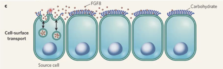 cell-surface transport