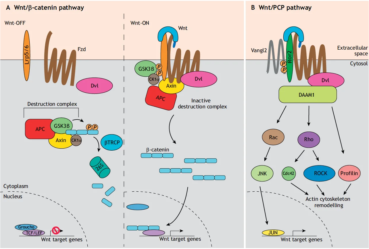 Canonical Wnt and Non-Canonical Wnt