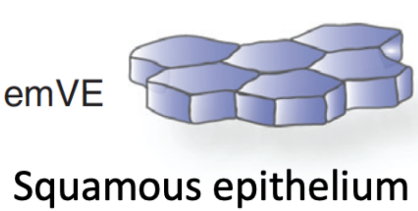 Squamous epithelium