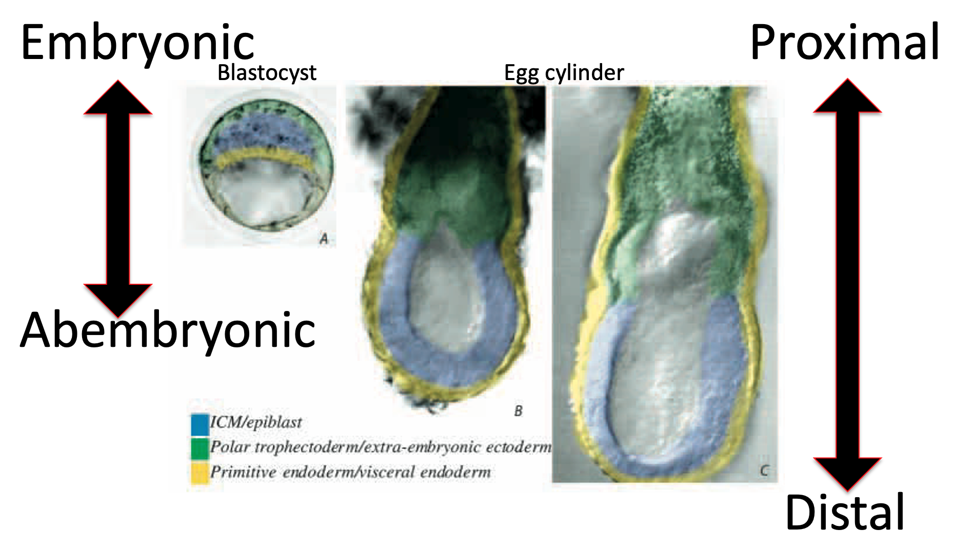 Egg cylinder