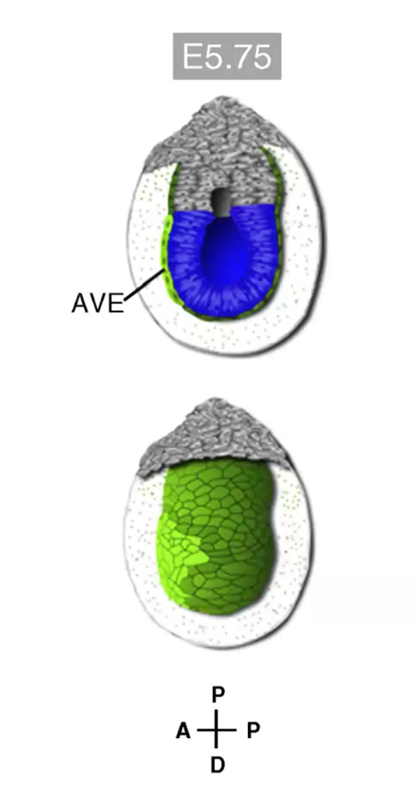 Egg cylinder