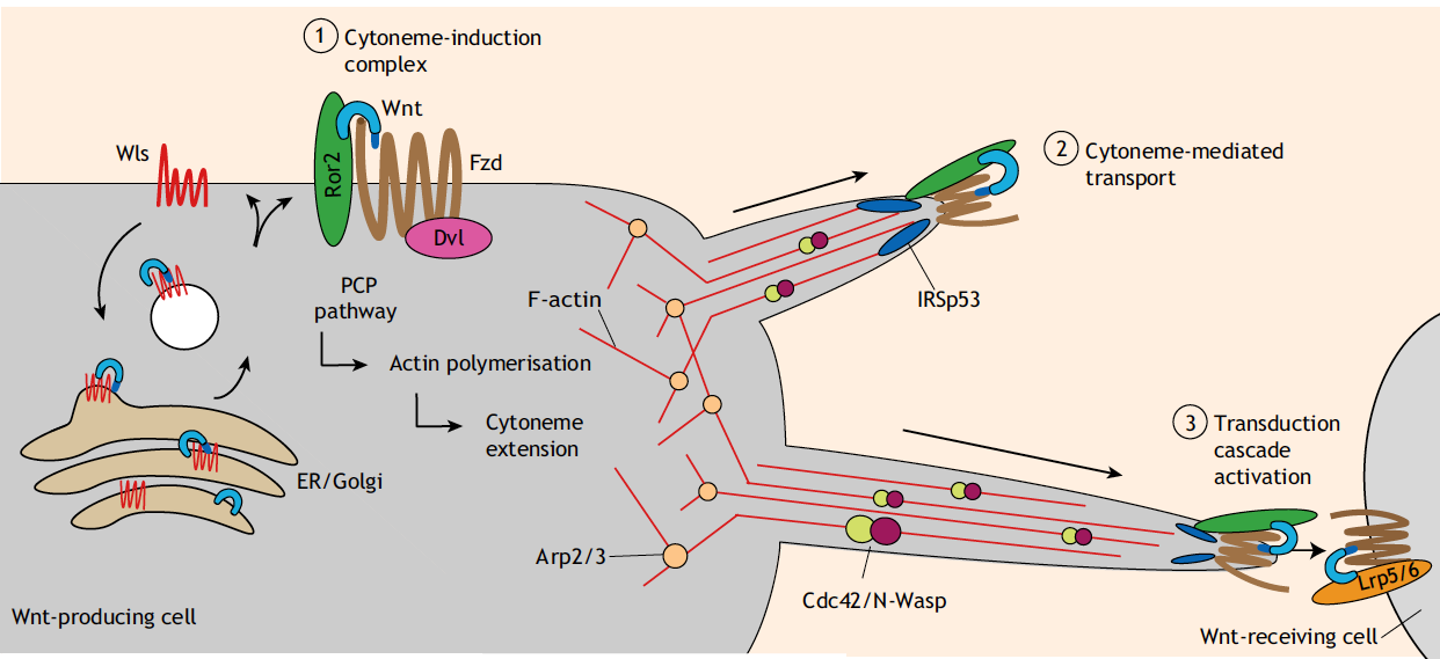 אינטראקציה דרך cytoneme