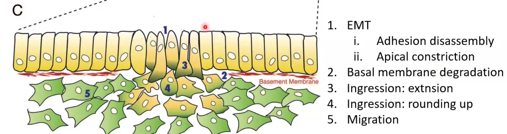 Adhesion disassembly