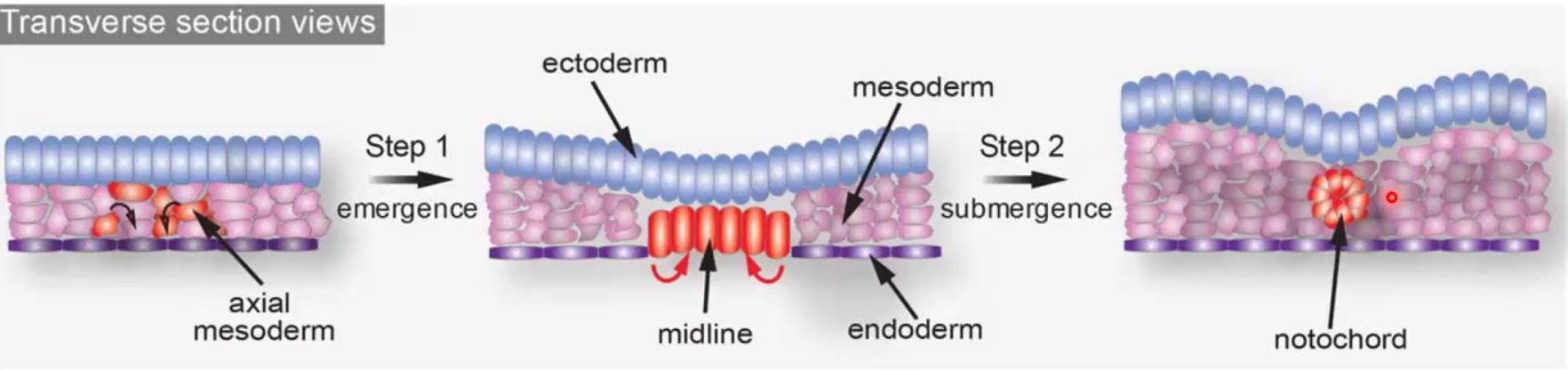 midline