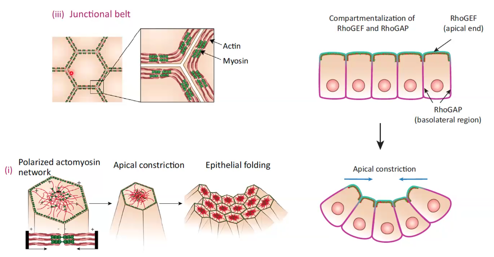 Apical constriction
