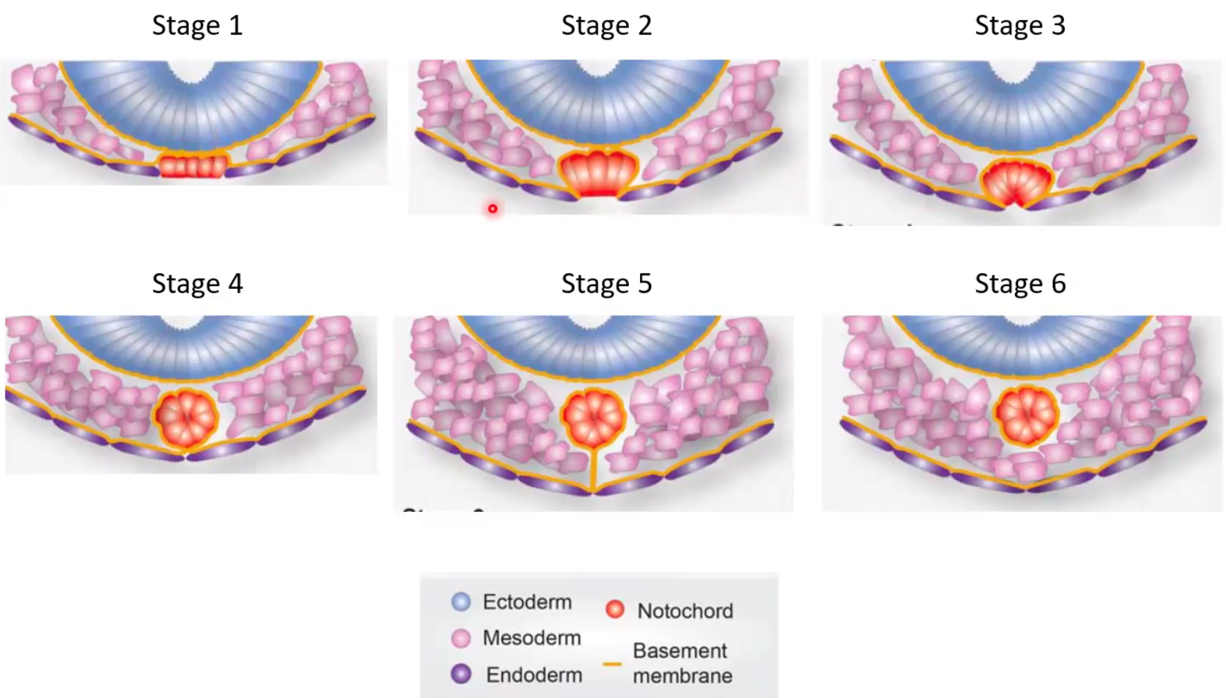 Apical constriction 2