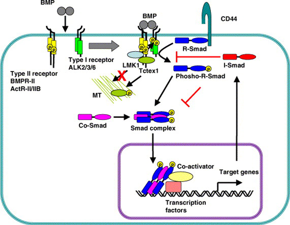 Bmp Pathway