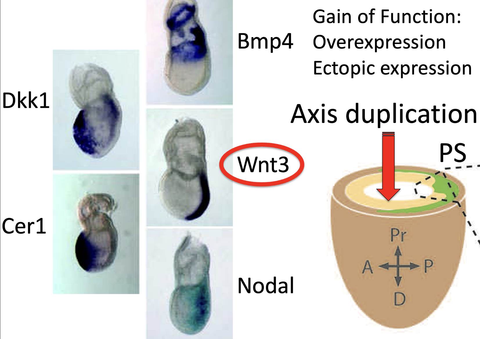 Axis duplication