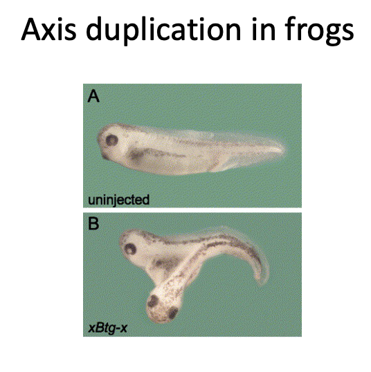 Axis duplication frog
