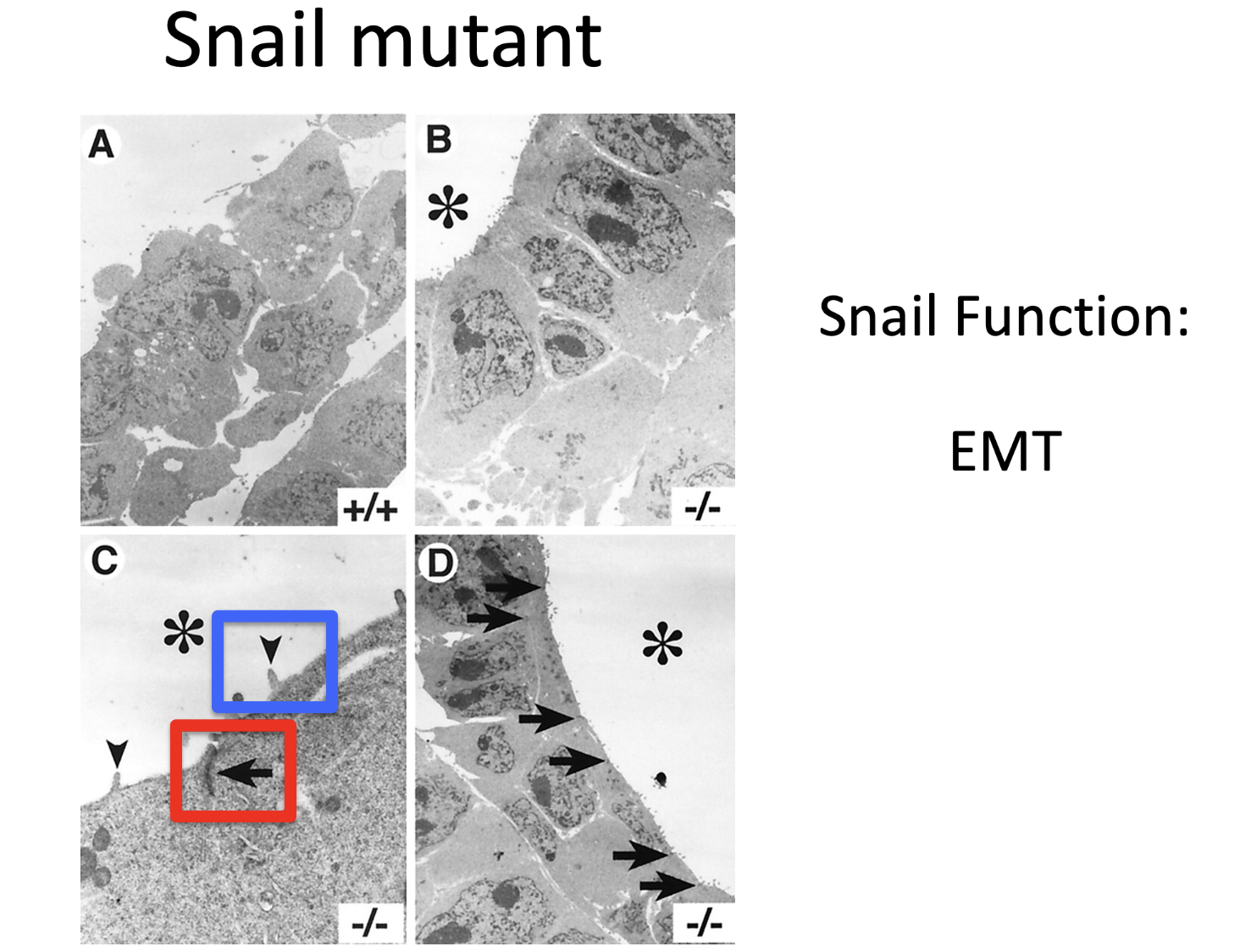 snail func: EMT