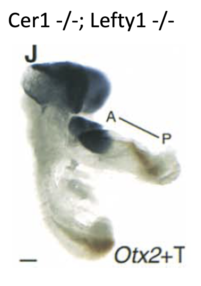 ko