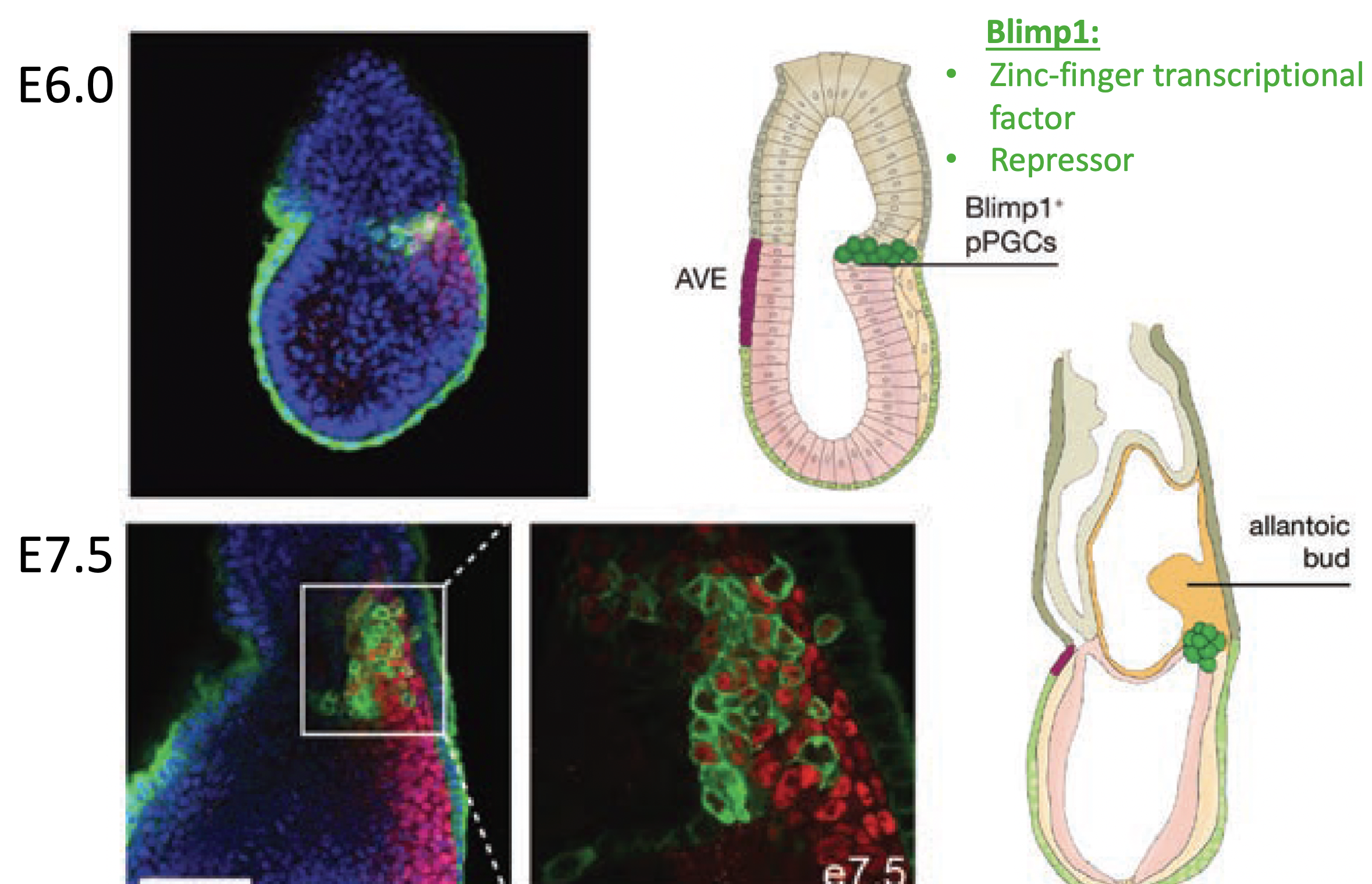 Prdm1/Blimp, the zinc-finger transcriptional repressor transcription factor Is robustly expressied in the primitive endoderm and AVE. Blimp1 is essential for specification of primordial germ cells (PGCs), the highly specialised cell population that ultimately gives rise to the mature gametes, namely the eggs and sperm of the adult. Blimp1 expression is induced in response to signalling by the TGFβ growth factor BMP4, within a few proximal posterior epiblast cells prior to formation of the PS. These cells expand and cluster together at the base of the allantois during gastrulation before migrating along the hind gut to colonize the nascent gonads. Blimp1 activity within these PGC precursors is thought to repress the somatic cell programme thereby insulating them from the Nodal signalling environment that would otherwise cause them to adopt a mesodermal cell fate. Crosstalk between the Nodal and BMP4 signalling pathways co-ordinately regulates both the precise location and absolute numbers of PGCs in the early post-implantation embryo.