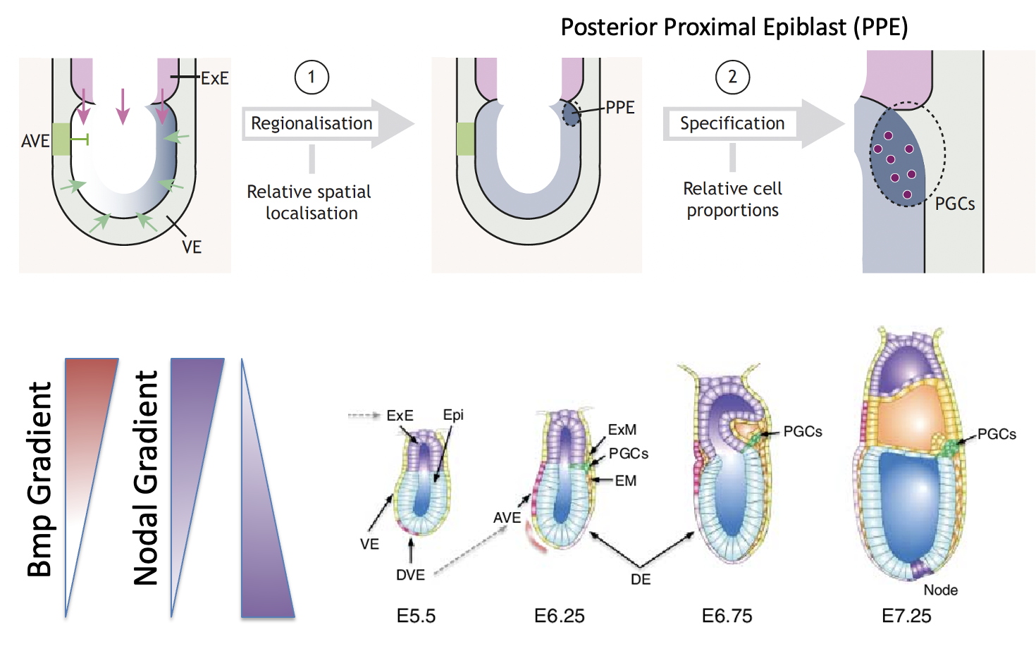 PGC Vs. ExM Specification