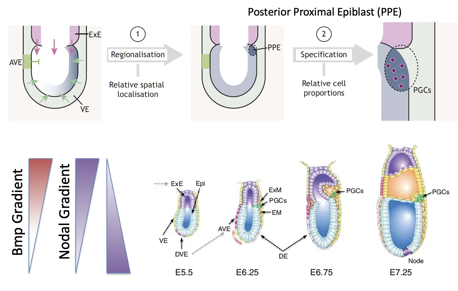 PGC Vs. ExM Specification