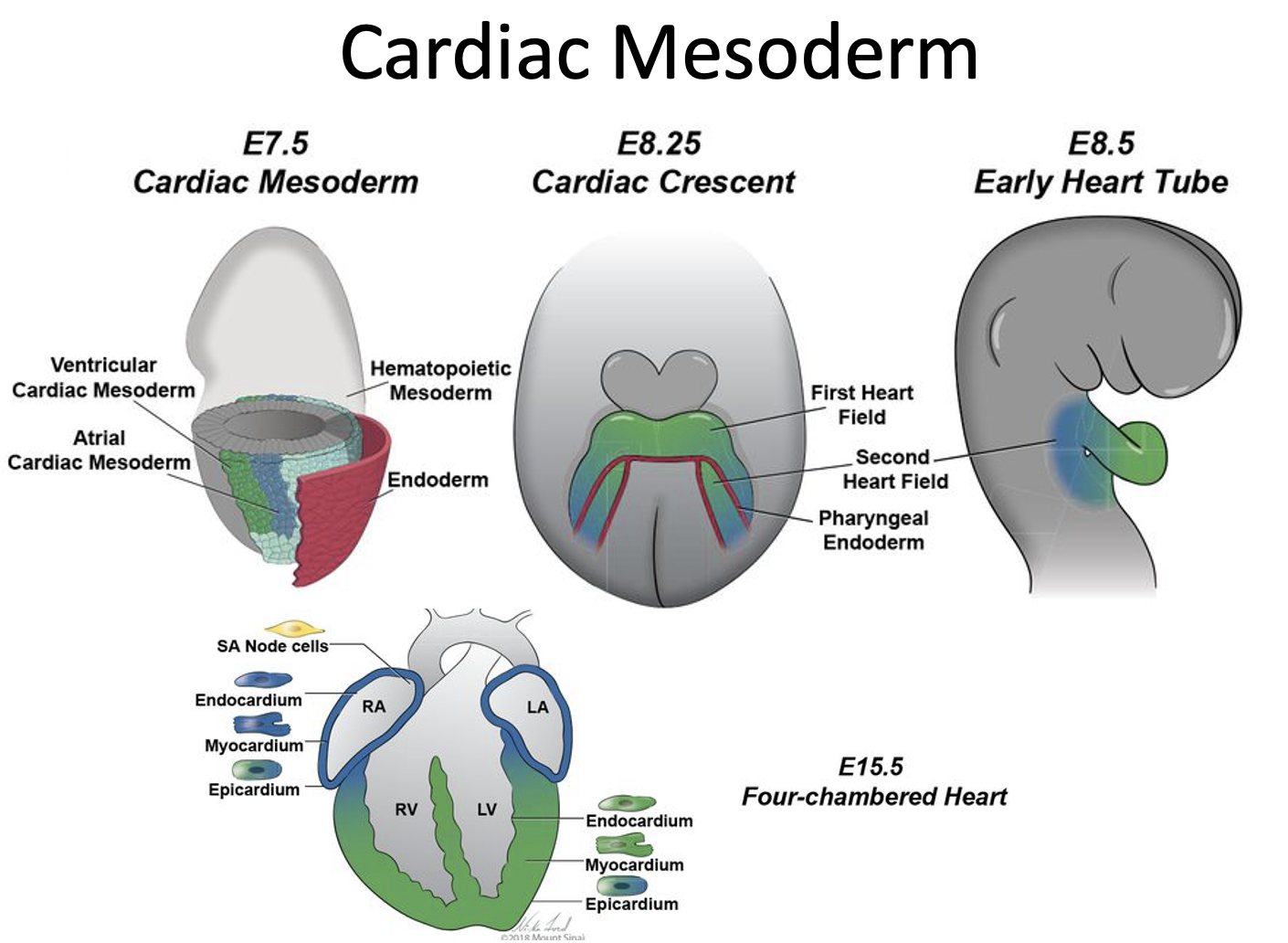 Cardiac Mesoderm