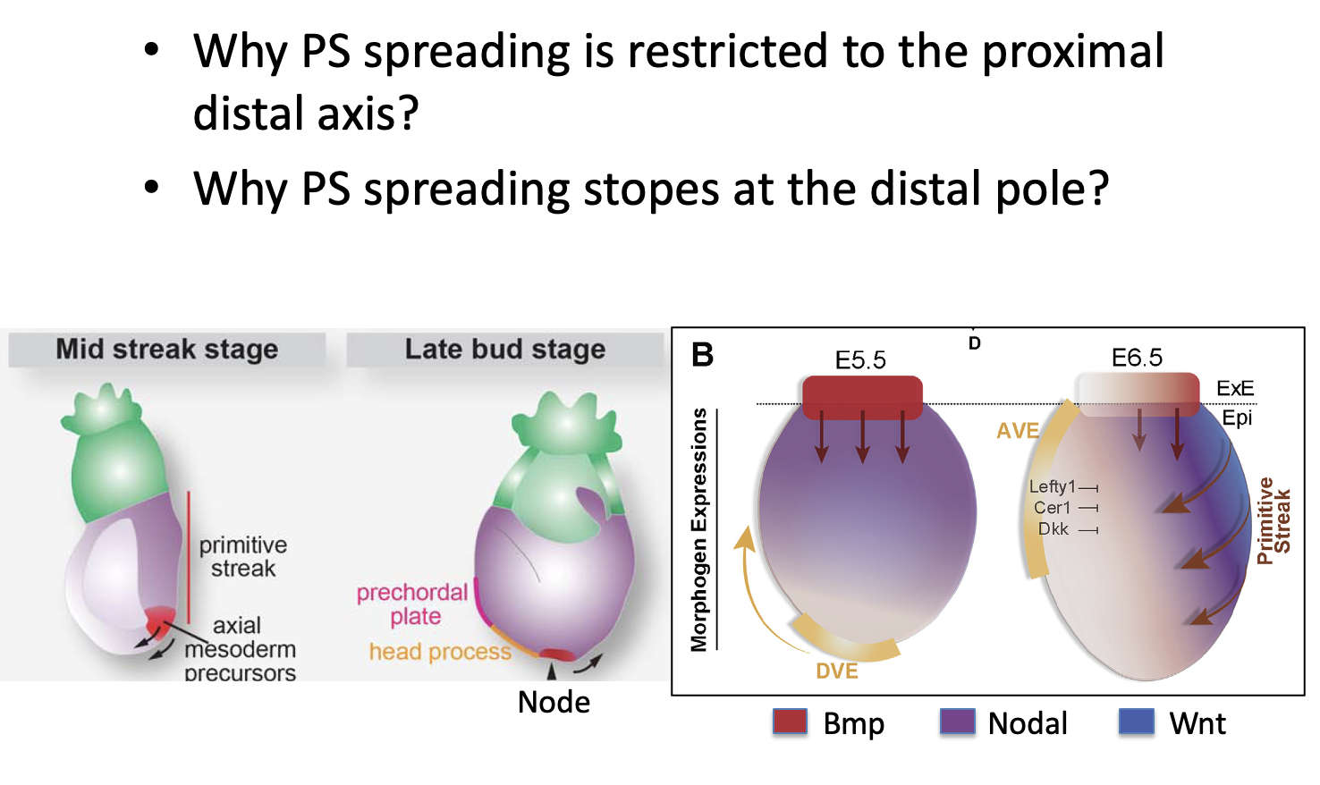 Why PS spreading is restricted to the proximal distal axis? Why PS spreading stopes at the distal pole?
