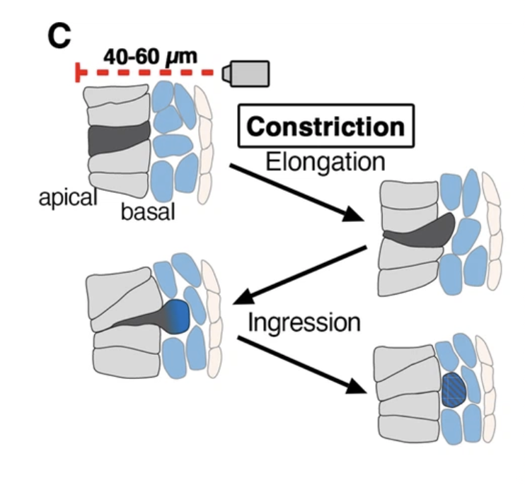 Apical constriction ללא...