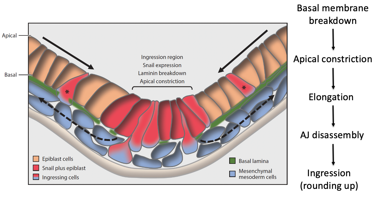 Figure 1. Time-lapse imaging of ZO-1-GFP reporter reveals epithelial-to-mesenchymal transition (EMT) events at the PS of the mouse gastrula and apical constriction associated with cell ingression. (A) Schematic sagittal section view of embryonic day (E)7.5 mouse embryo and 3D time-lapse imaging performed from the posterior side in glass-bottom dishes with the objective positioned adjacent to the PS (PS). In this configuration, the epiblast apical surface situated furthest from the objective (red dashed line shows the microscope light path). (B) Schematic of a view (from the inner cavity) of the apical surface of cells within the epiblast layer. The midline (dotted line) separates the right and left sides of the embryo. (C) High magnification schematic of a sagittal view of an EMT event at the PS depicting a cell constricting its apical surface, elongating basally (dark gray), and ingressing out of the epiblast layer to integrate into the mesoderm (blue). Note the apical surface of epiblast cells is located 40–60 μm away from the imaging objective. (a) Cross section of the posterior side of a mouse embryo showing T staining at the PS in the epiblast and mesoderm. Laminin breakdown occurs beneath a group 6–8 cells wide, corresponding to the strongest Snail expression in the epiblast (light-blue brackets). This also corresponds to the region where 80–90% of the ingression events occur, as determined by analyzing whole-embryo time-lapse imaging (data not shown). Isolated Snail-positive cells are also observed (white arrows).