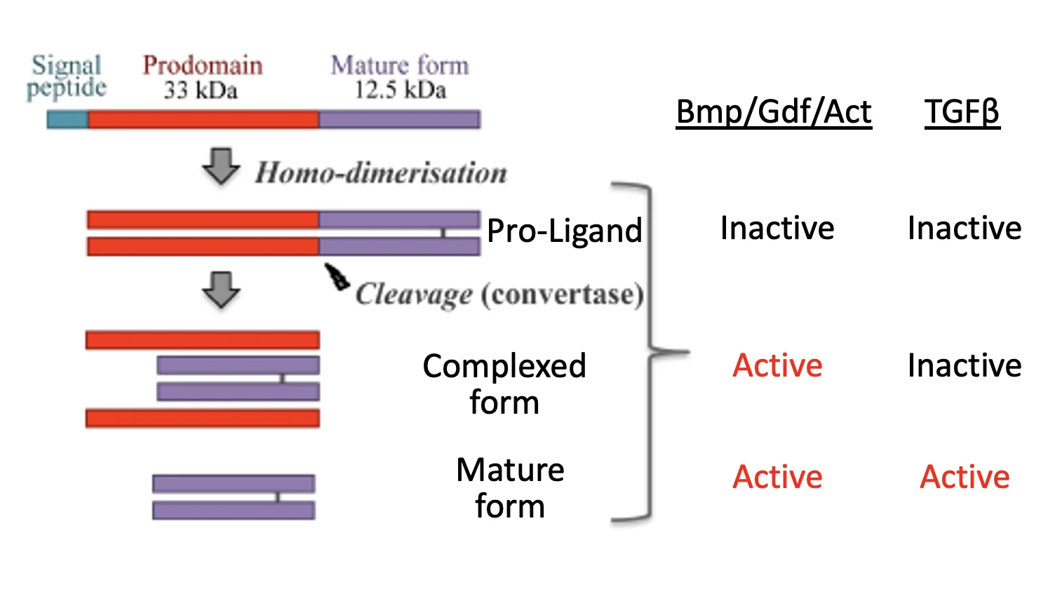 pro-ligand