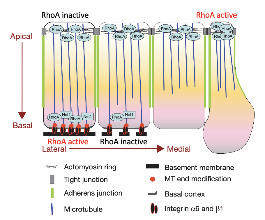 Figure 8. A model for the regulation of cell–BM interaction by basal RhoA activity and microtubule dynamics. The breakdown of BM precedes the loss of tight junctions and change in adherens junctions type. This is mediated by loss of basal Net1 and RhoA activity in medial epiblast cells. This results in disruption of basal microtubules and integrin-mediated epiblast cell–BM interaction and subsequently, breakdown of BM.