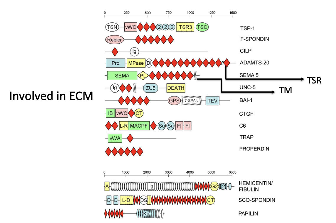 Thrombospondin type 1 repeat (TSR) superfamily (in red)