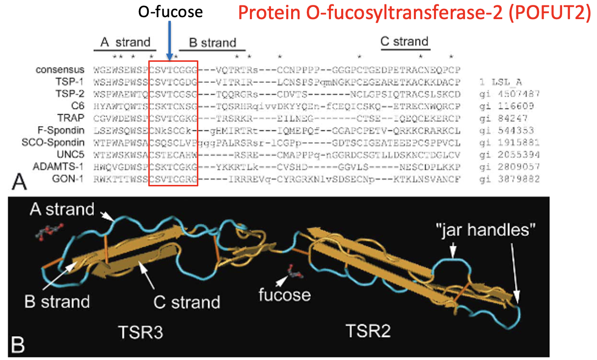 Protein O-fucosyltransferase-2 (POFUT2)