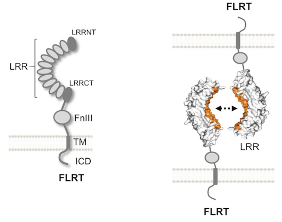 FLRT1-3