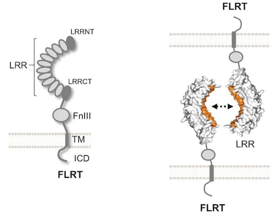 FLRT1-3