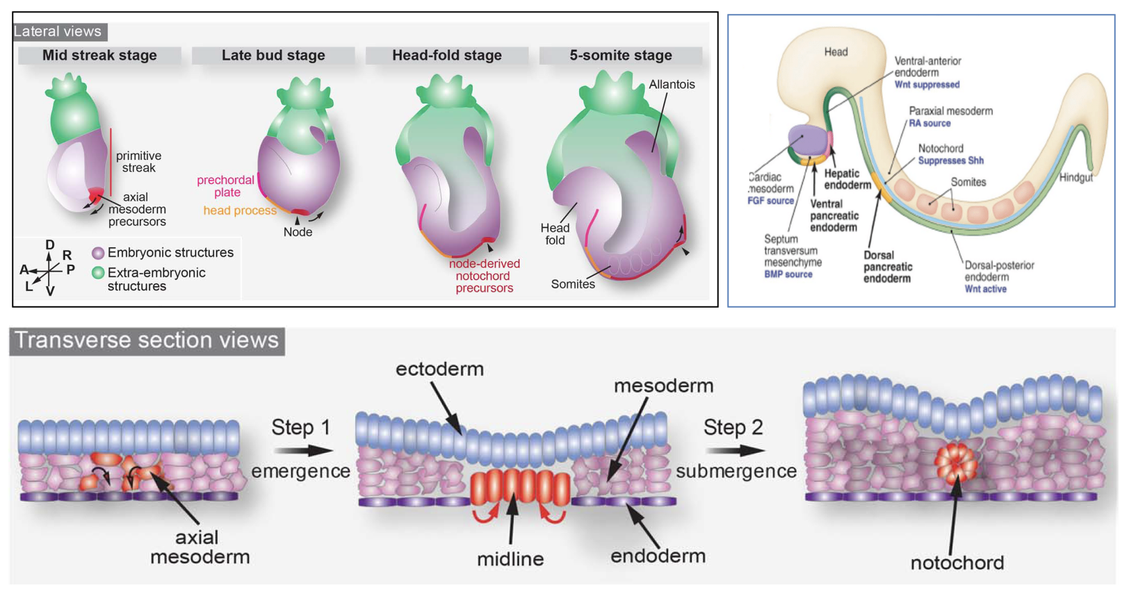 Notochord