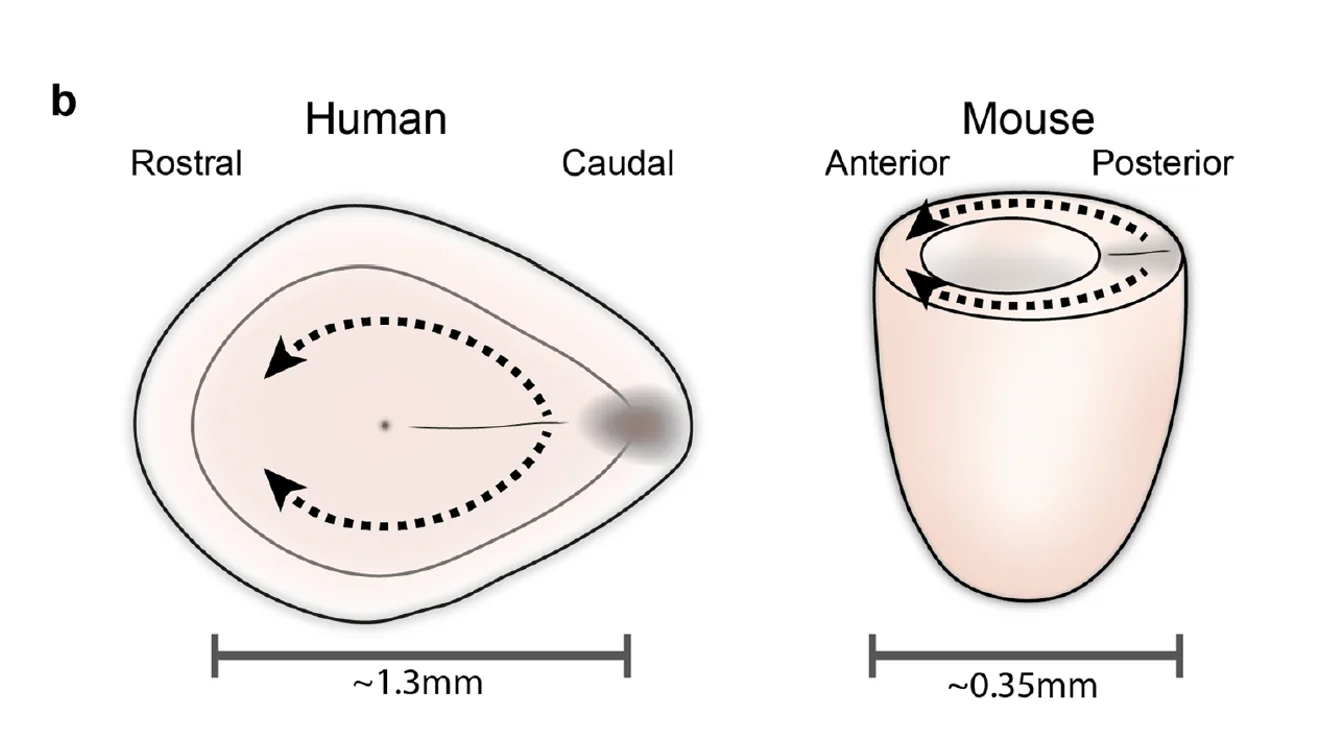 אדם לעומת עכבר