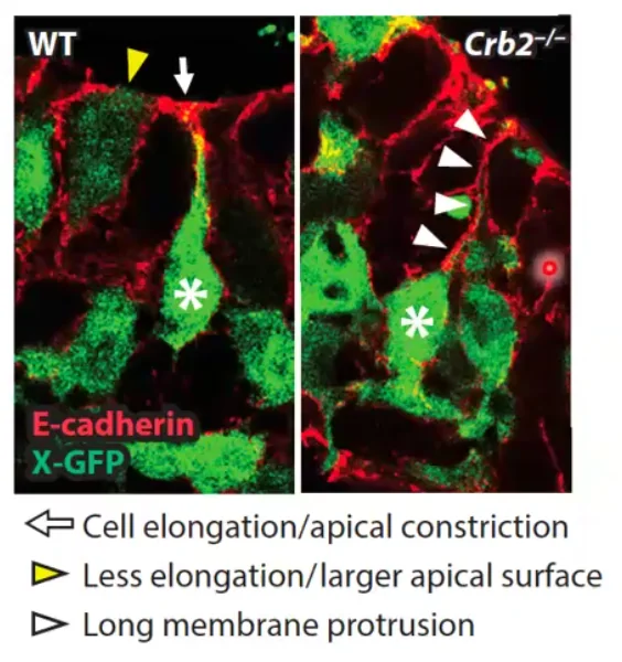 Adherens junctions