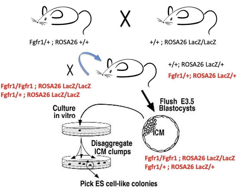 הפקת תאי ES מסומנים ב־LacZ בלוקוס Rosa26 לצורך ניתוח כימרות של FGFR1